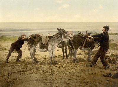 Ânes sur la plage - English Photographer